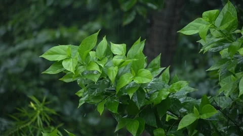 Rain falling on the leaves of the tree Stock Footage 340778530