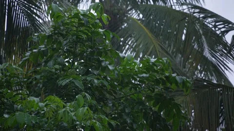 Rain falling on the leaves of the tree Stock Footage 340778715