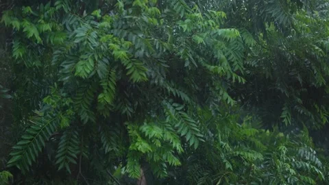 Rain falling on the leaves of the tree Stock Footage 340779132