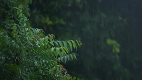 Rain falling on the leaves of the tree Stock Footage 340779218