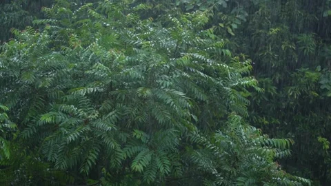 Rain falling on the leaves of the tree Stock Footage 340779402