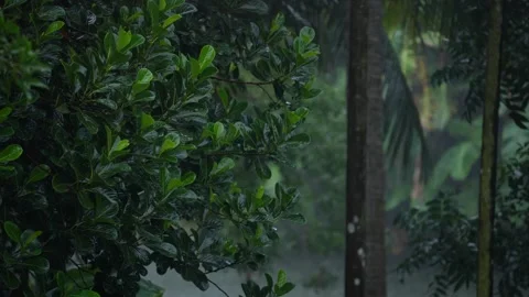 Rain falling on the leaves of the tree Stock Footage 340779603