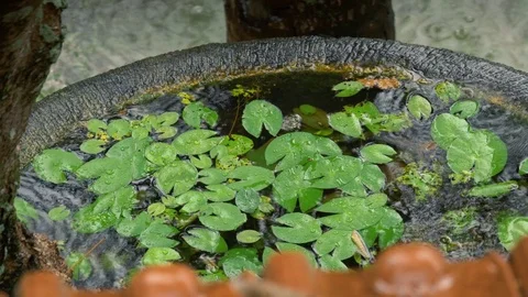 Rain falling on lillies Video stock 84162002