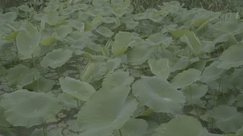 Rain Falling on Lotus Leaves with Natural Rain Sound Stock Footage 336633971