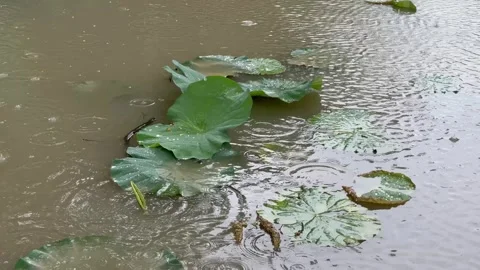 Rain falling on lotus leaves in a pond with rippling water. Stock Footage 346472331