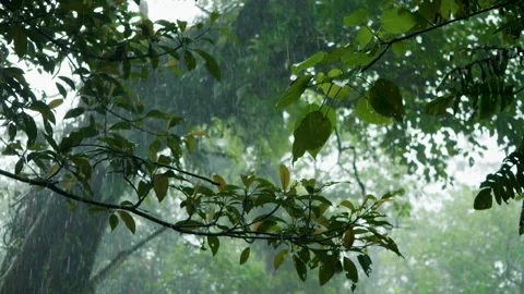 Rain Falling in a Lush Forest in Bali  50fps Stock Footage 147310319