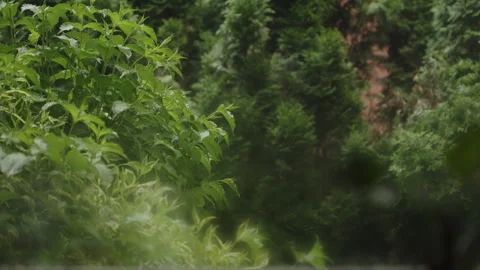 Rain Falling on Lush Garden Foliage Viewed Through House Window Stock Footage 337764937