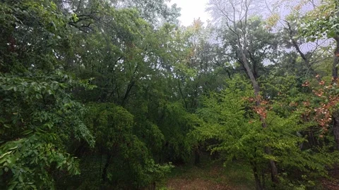 Rain falling in a lush green forest with wet leaves and autumn touches. Peaceful Stock Footage 317750854
