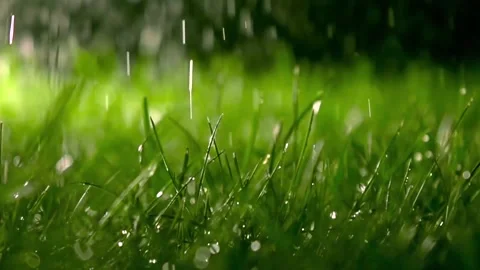 Rain Falling on Lush Green Grass Close-Up Stock Footage 327107314