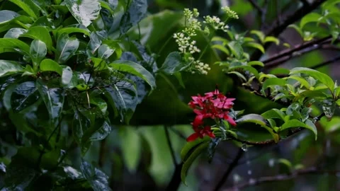 Rain falling on lush green leaves and red flowers in a wet garden during a storm Stock Footage 329111402