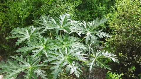 Rain Falling on Lush Green Tropical Plants During Monsoon Stockbeeldmateriaal 339560226