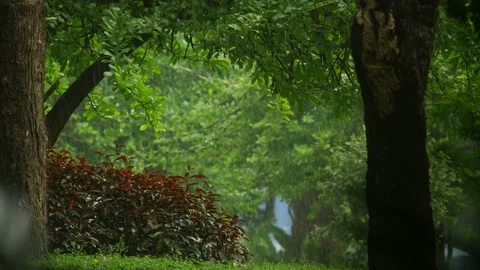 Rain falling in lush green tropical garden with tall trees and dense foliage, Stock Footage 345864694