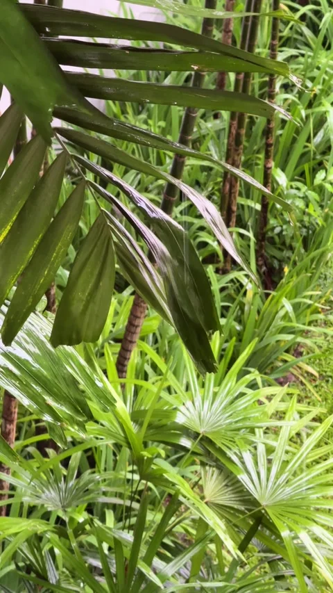 Rain falling on lush palm leaves in Chiang Rai, Thailand, with glossy wet Stock Footage 346411386