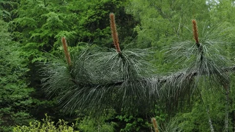Rain falling on lush pine branches in the park Stock Footage 296113888