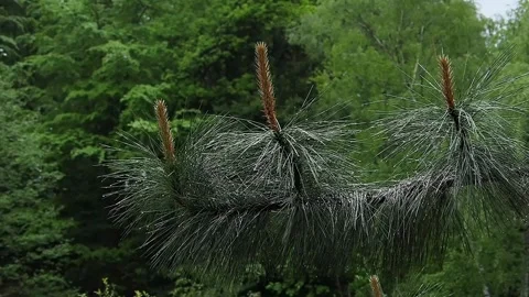 Rain falling on lush pine branches in the park, slow motion Stock Footage 296113907