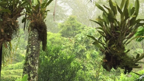 Rain Falling in a Lush Tropical Forest with Vibrant Green Tones Stock Footage 291431263