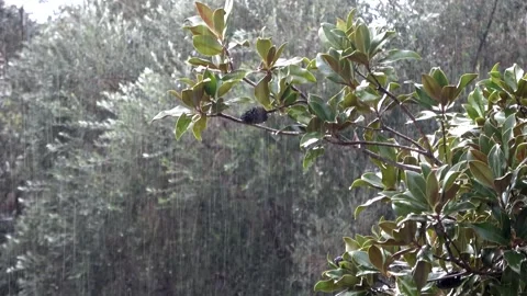 Rain falling on magnolia tree leaves during a storm 動画素材 338384751