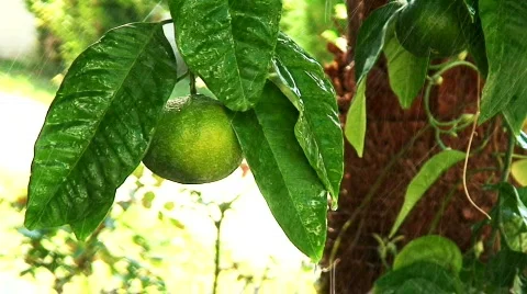 Rain falling on mandarin tree Stock Footage 568340