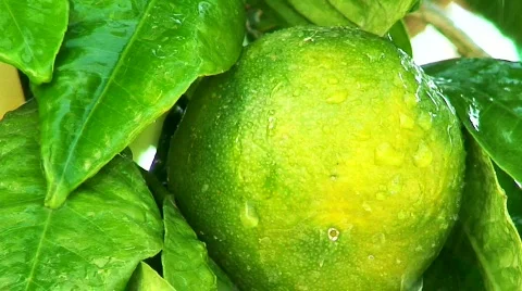 Rain falling on mandarin tree Stock Footage 568368