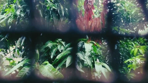 Rain falling on mango tree leaves view from iron net window Stock-Footage 136325218