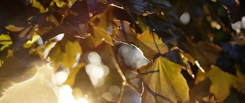 Rain Falling Off Maple Leaves During Golden Hour Stock Footage 129589854