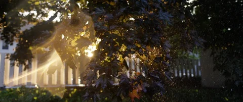 Rain Falling off Maple Tree During Golden Hour with Lens Flare Stock Footage 129588254
