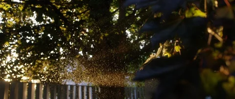 Rain Falling from Maple Tree During Golden Hour Stock Footage 129592532
