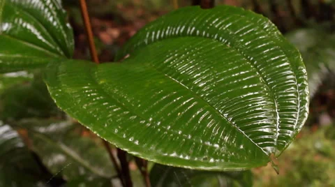 Rain falling on a Melastomataceae leaf Stock Footage 1094475