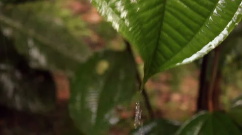 Rain falling on a Melastomataceae leaf Stock Footage 1094518