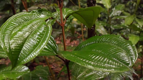 Rain falling on a Melastomataceae leaf Stock Footage 1094610