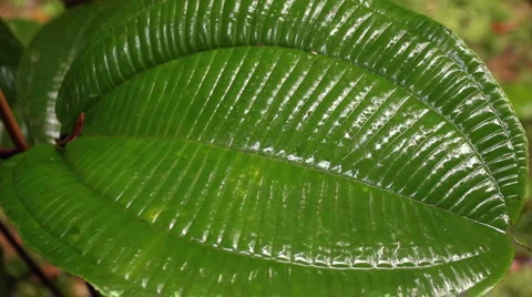 Rain falling on a Melastomataceae leaf Stock Footage 1094668
