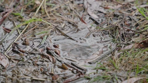 Rain falling on a muddy puddle Video stock 150288739