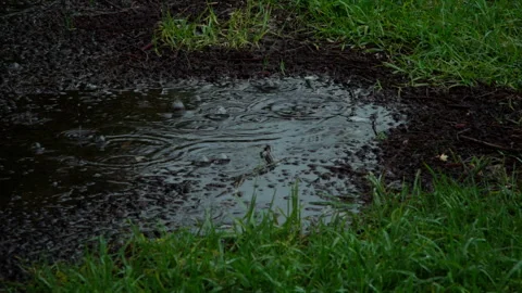 Rain Falling Into Muddy Puddle Surrounded by Green Grass Close Up Stock Footage 330728924