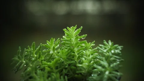 Rain is falling on the natural small green trees.  스톡 동영상 127582810