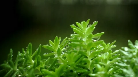 Rain is falling on the natural small green trees. Video stock 223312962