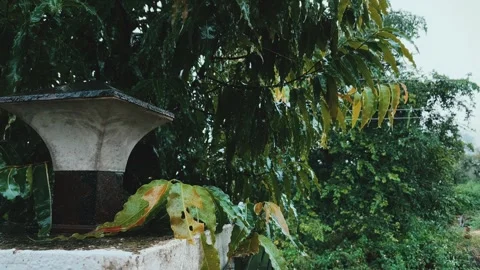 Rain Falling Near Ashapal Tree and Boundary Light in Urban Home Garden 스톡 동영상 315267348