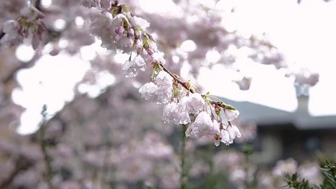 Rain falling on newly bloomed cherry blossoms. Stock Footage 96476529