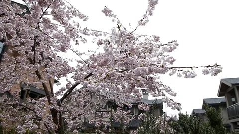 Rain falling on newly bloomed cherry blossoms. Vídeo Stock 96476631