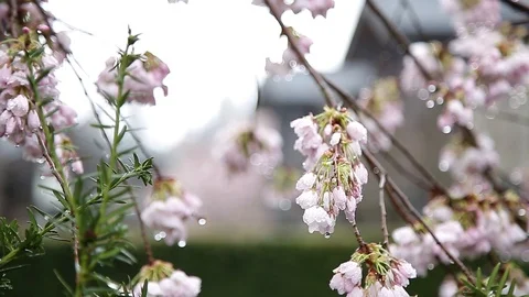 Rain falling on newly bloomed cherry blossoms. Stock-Footage 96476847