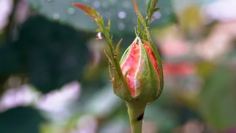 Rain falling on Orange Buds Rose flower. Close up. Stockbeeldmateriaal 91293786