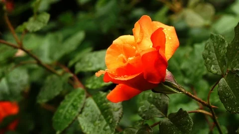 Rain falling on Orange Rose flower - Close up Stock Footage 86830860