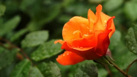 Rain falling on Orange Rose flower - Close up Stock Footage 86830888