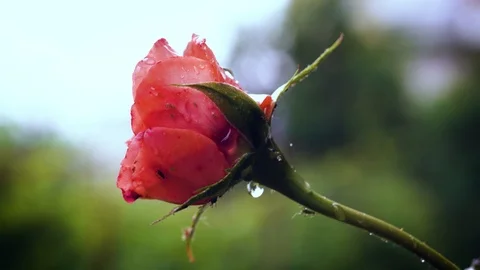 Rain falling on Orange Rose flower. Close up. Stock-Footage 91292706