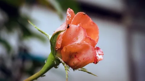Rain falling on Orange Rose flower. Close up. 動画素材 91293114