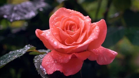 Rain falling on Orange Rose flower. Close up. Stock Footage 91293268