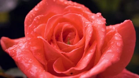 Rain falling on Orange Rose flower. Close up. 스톡 동영상 91293466