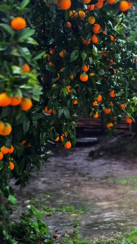 Rain falling on orange trees in a citrus garden Stock Footage 328831938