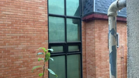 Rain Falling Outside Red Brick Building with Windows and Weathered Drainpipe Video stock 347272971