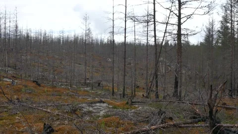 Rain falling over burned forest with bare trees Stock Footage 318196280