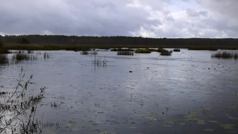 Rain Falling Over a Calm Marsh with Overgrown Reeds and Cloudy Sky Stock Footage 287444047